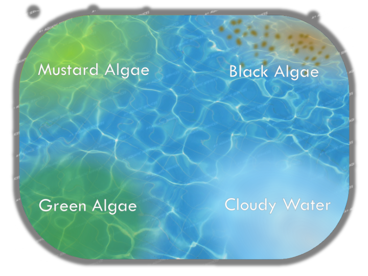 types of algae