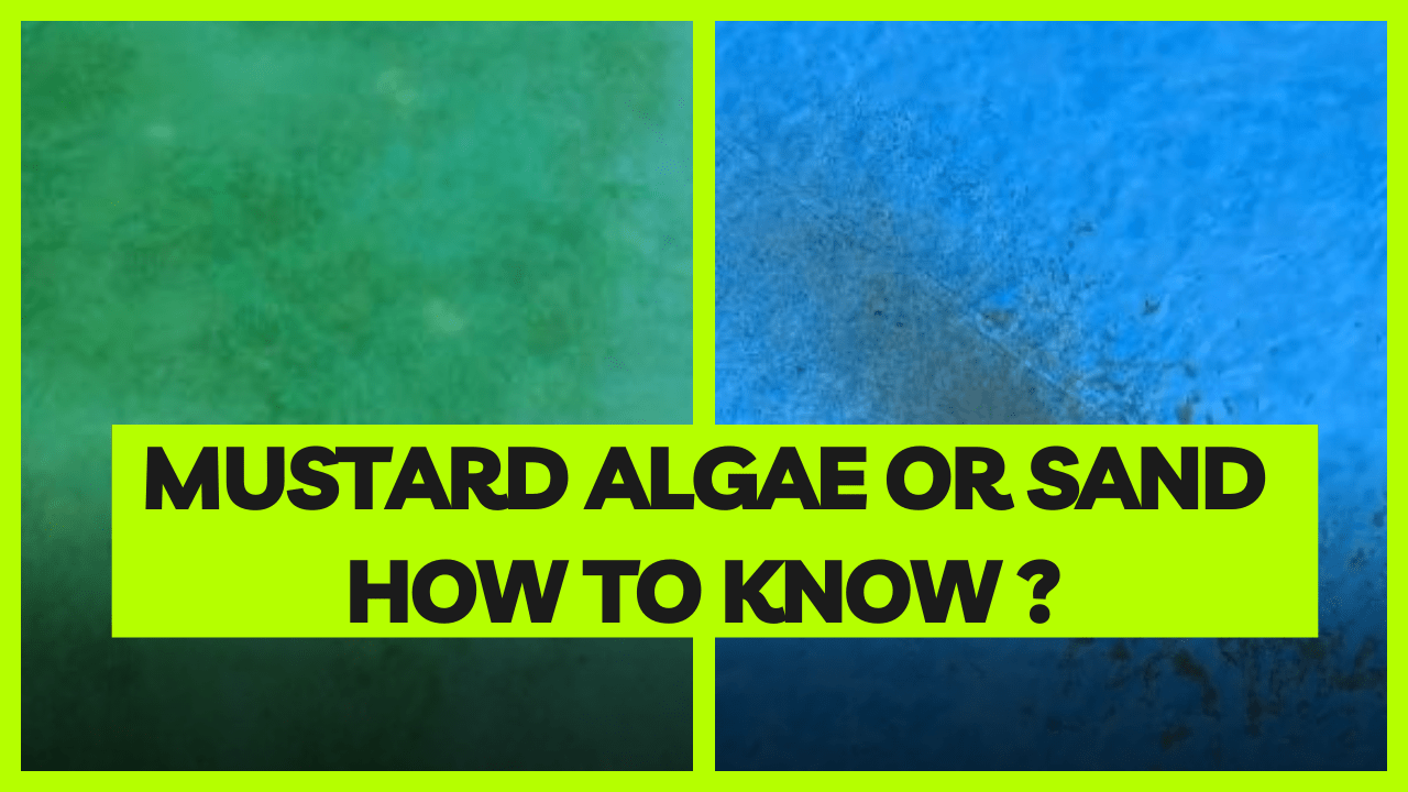mustard algae or sand